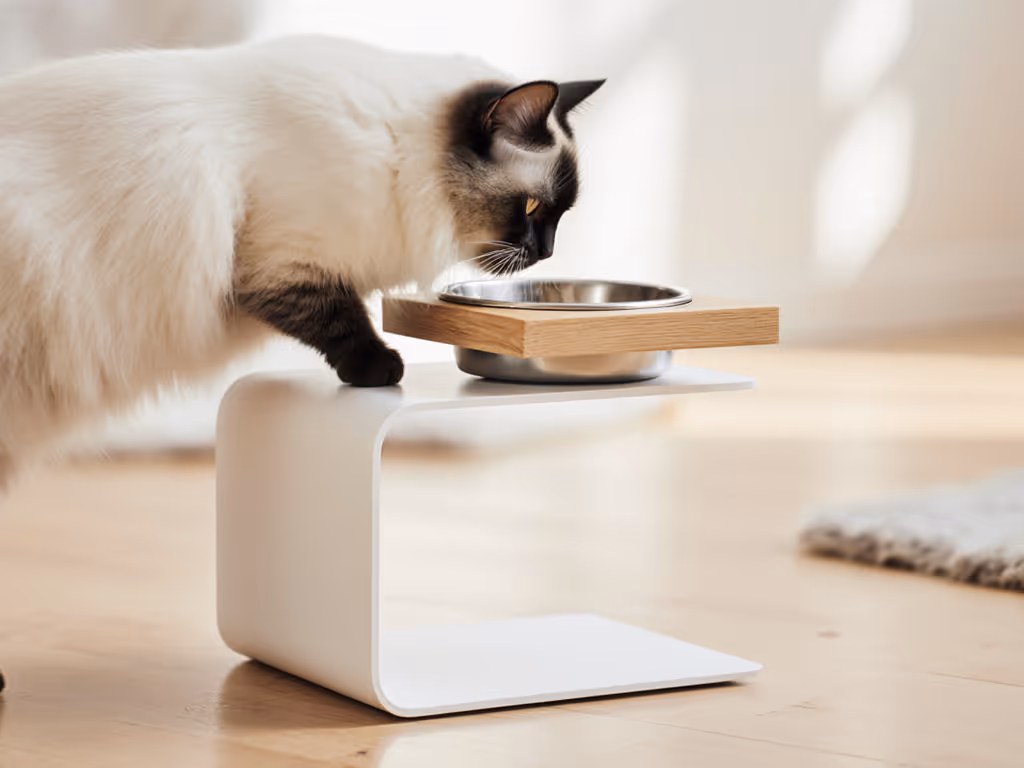 persian_cat_eating_from_elevated_bowl